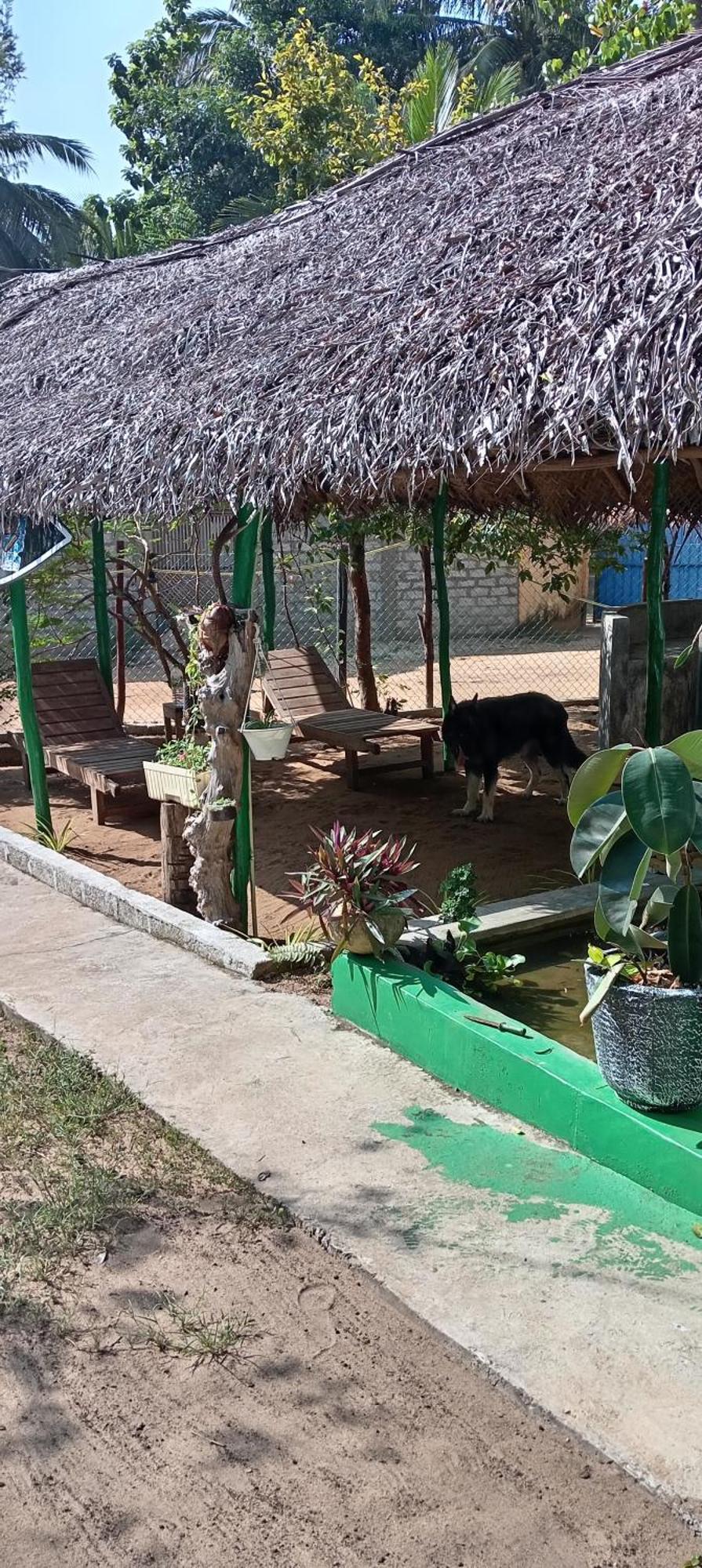 Surfing Lion Hostel Arugam Bay Zewnętrze zdjęcie